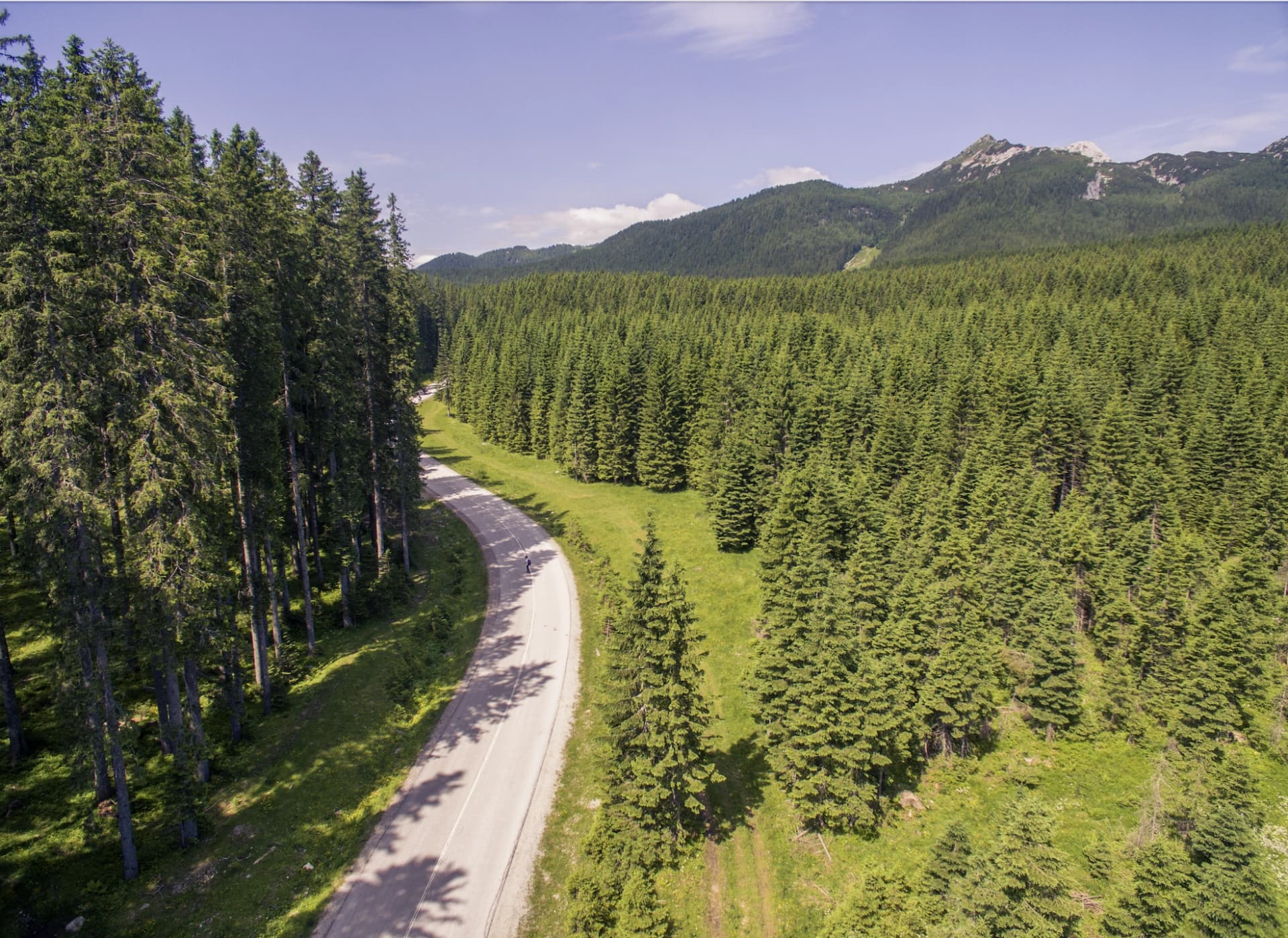 Winding mountain road through dense evergreen forest with distant rocky peaks