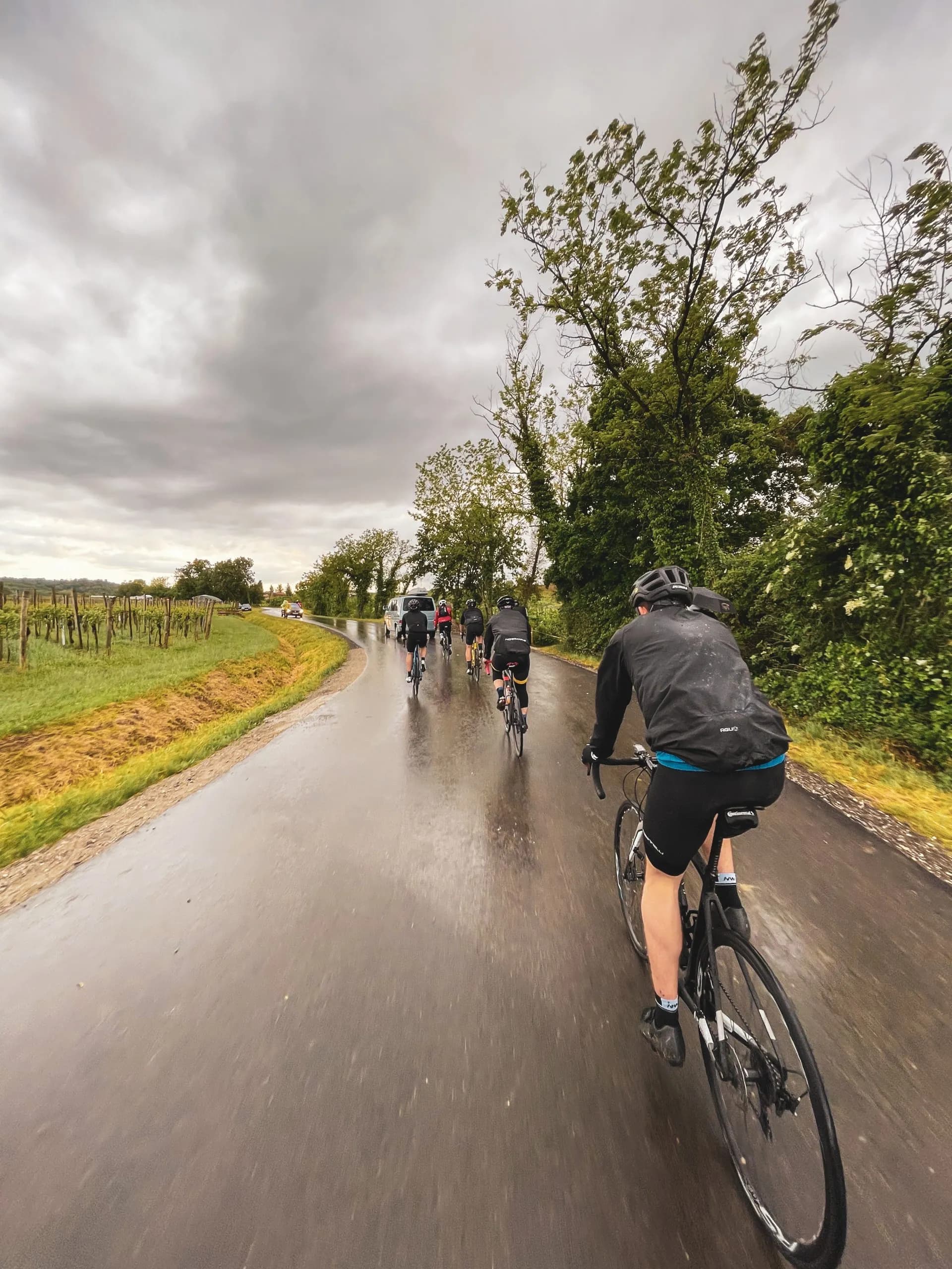 Cyclists riding on a wet road beside a vineyard under a cloudy sky