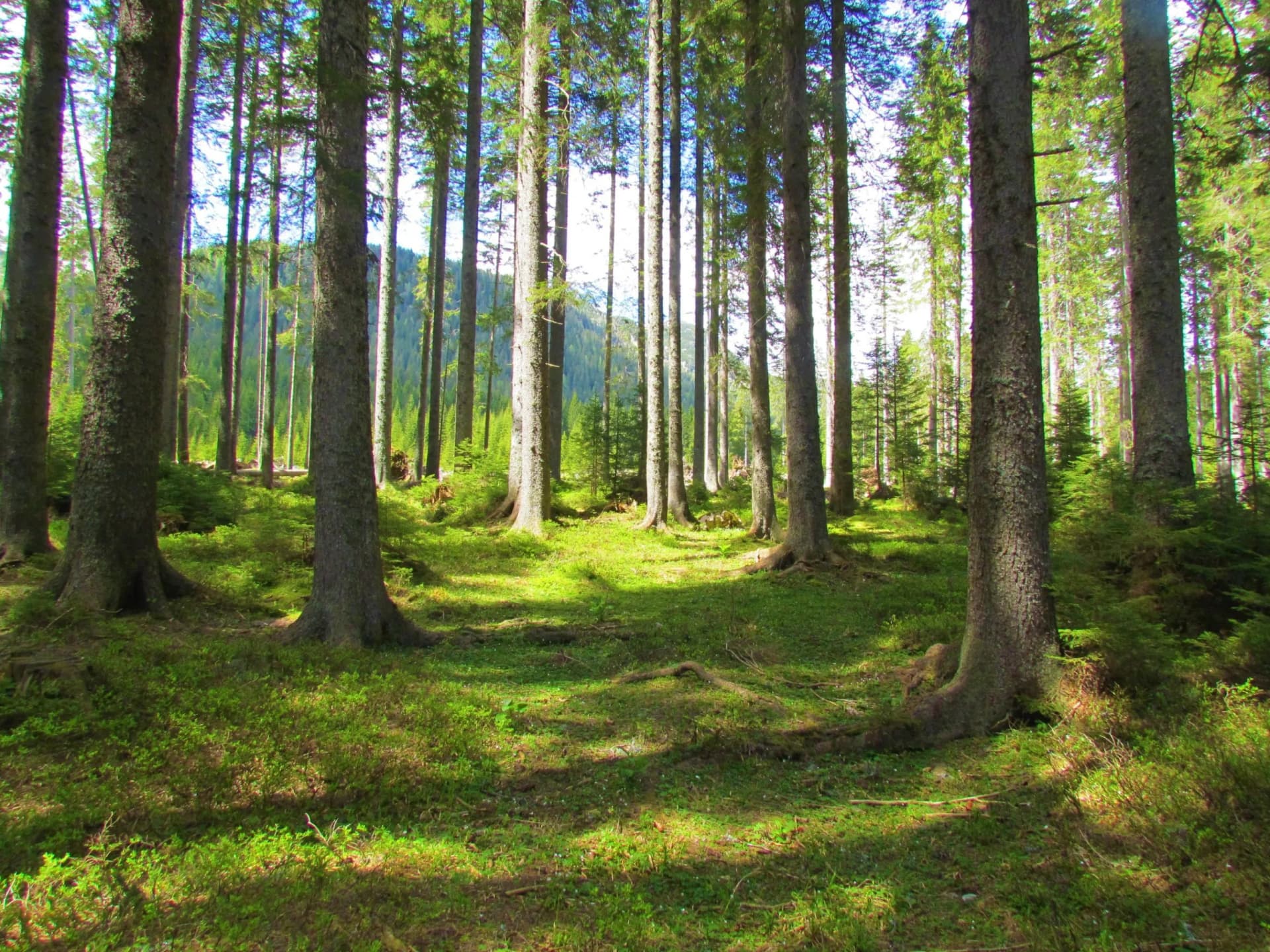 Sunlit forest floor with tall pine trees and bright green undergrowth, likely Pokljuka.