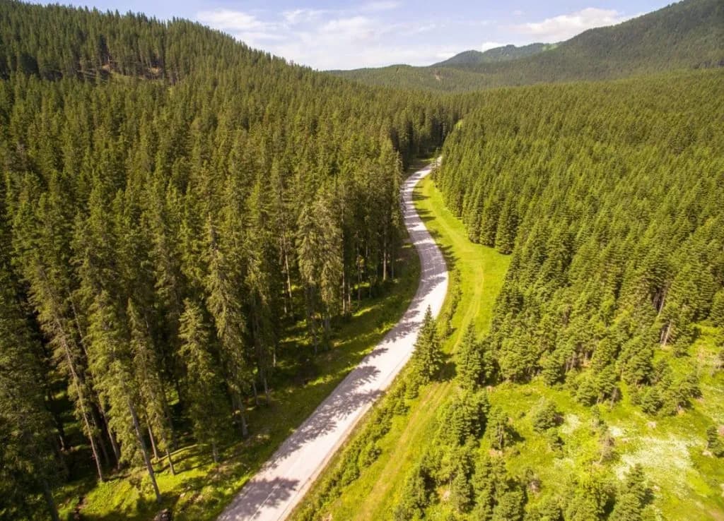 Winding road through vast green pine forests on the Pokljuka plateau in summer.